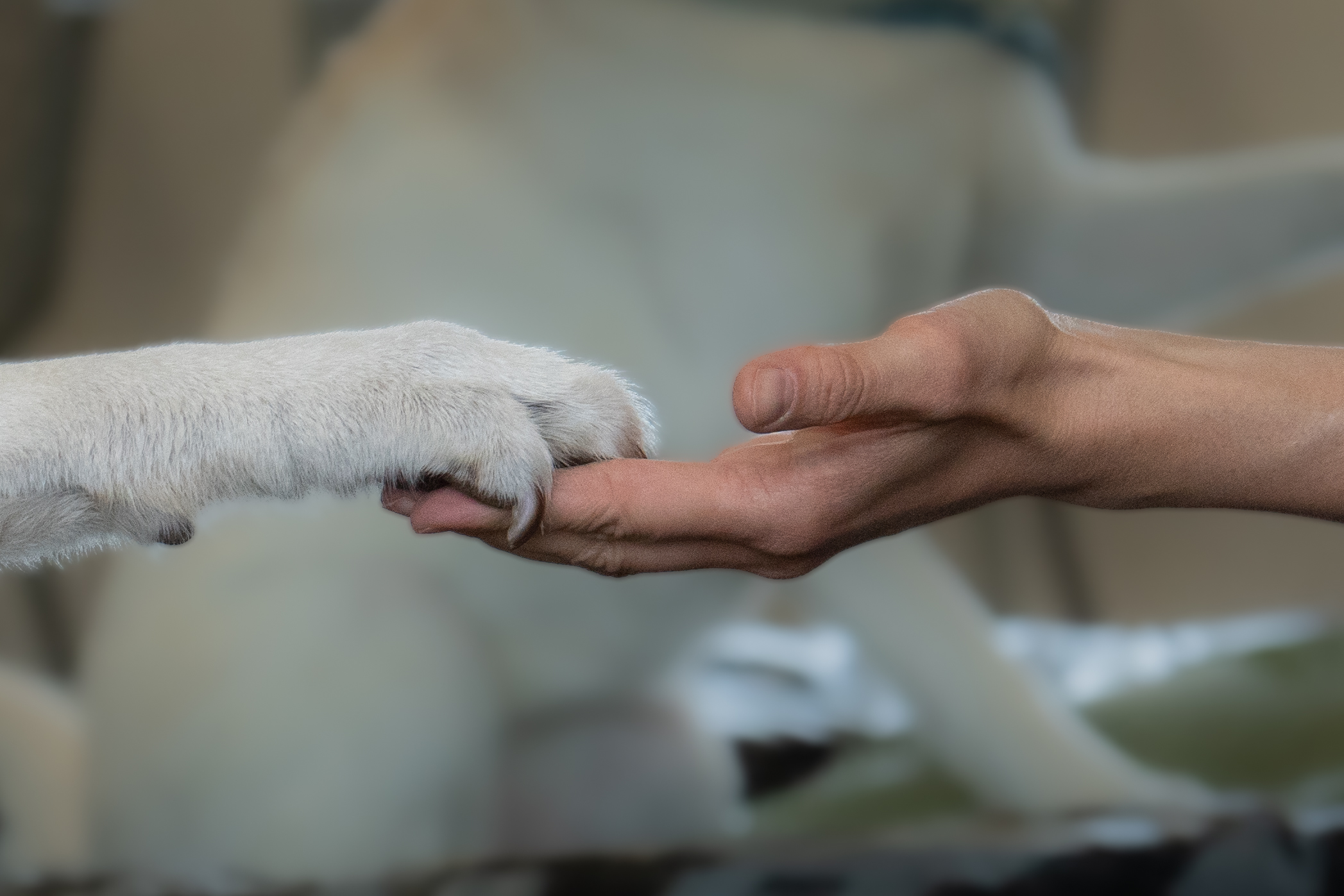 Fokussierte Stosswelle