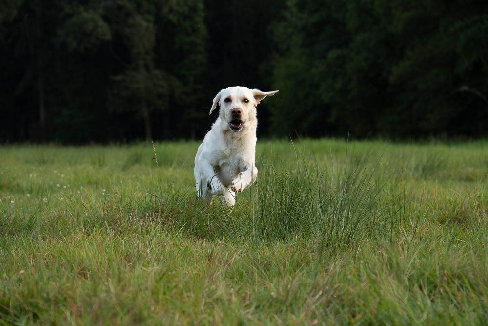 Ella, Labrador-Hündin und Namensgeberin der Praxis